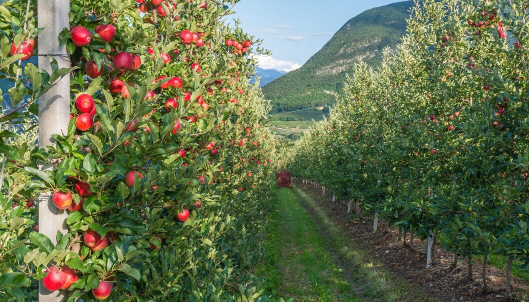 Eplebonde Knut Braastad deler gjerne av sin kunnskap om epleproduksjon. Han er en av dem som nå er veileder for yngre bønder som vil komme i gang og som har bruk for litt råd på veien. (Illustrasjonsbilde: lorenza62 / Shutterstock / NTB scanpix). Eplebonde Knut Braastad deler gjerne av sin kunnskap om epleproduksjon. Han er en av dem som nå er veileder for yngre bønder som vil komme i gang og som har bruk for litt råd på veien. (Illustrasjonsbilde: lorenza62 / Shutterstock / NTB scanpix).
