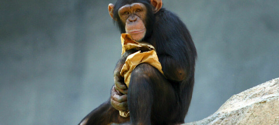 Denne sjimpansen og vi mennesker har den samme forfaderen. Men tarmene våre er bebodd av noen bakterier som også deler det samme opphavet. Disse ur-tarmbakteriene levde i vår felles stamfar. (Foto: Aaron Logan/CC BY 2.5)