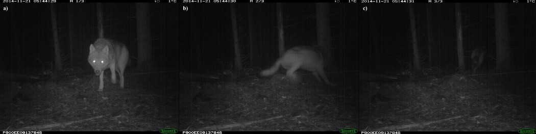 Ulv i Hobøl blir skremt av viltkamera med infrarød blits. Foto: viltkamera.nina.no Ulv i Hobøl blir skremt av viltkamera med infrarød blits. Foto: viltkamera.nina.no