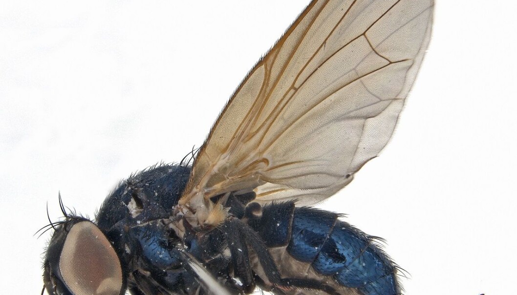 Dette er første gang lansettfluen Setisquamalonchaea fumosa er funnet i Norge. (Foto: Geir Søli, NHM) Dette er første gang lansettfluen Setisquamalonchaea fumosa er funnet i Norge. (Foto: Geir Søli, NHM)