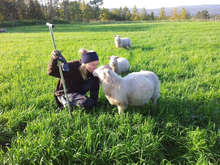 Jordborkamerater må kunne omgås både folk og dyr. Man vet aldri hvem man treffer ute på jordet. (Foto: Åge Nyborg) Jordborkamerater må kunne omgås både folk og dyr. Man vet aldri hvem man treffer ute på jordet. (Foto: Åge Nyborg)