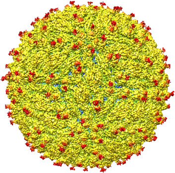 Zika-viruset avbildet gjennom et cryo-elektronmikroskop. (Foto: Purdue University image/courtesy of Kuhn and Rossmann research groups) Zika-viruset avbildet gjennom et cryo-elektronmikroskop. (Foto: Purdue University image/courtesy of Kuhn and Rossmann research groups)