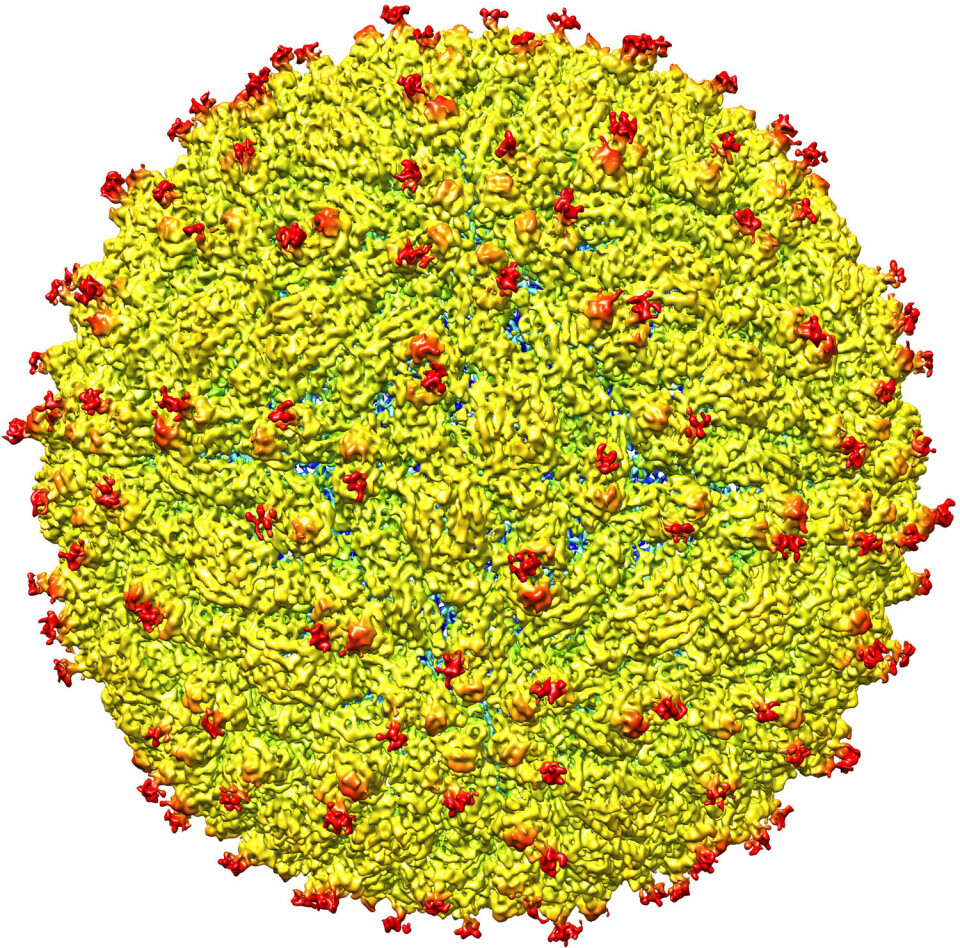 Zika-viruset avbildet gjennom et cryo-elektronmikroskop. (Foto: Purdue University image/courtesy of Kuhn and Rossmann research groups)