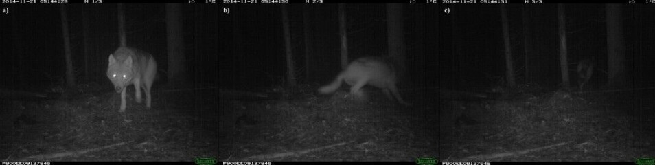 Denne ulven i Hobøl blir skremt av en blits med infrarødt lys. (Foto: viltkamera.nina.no)