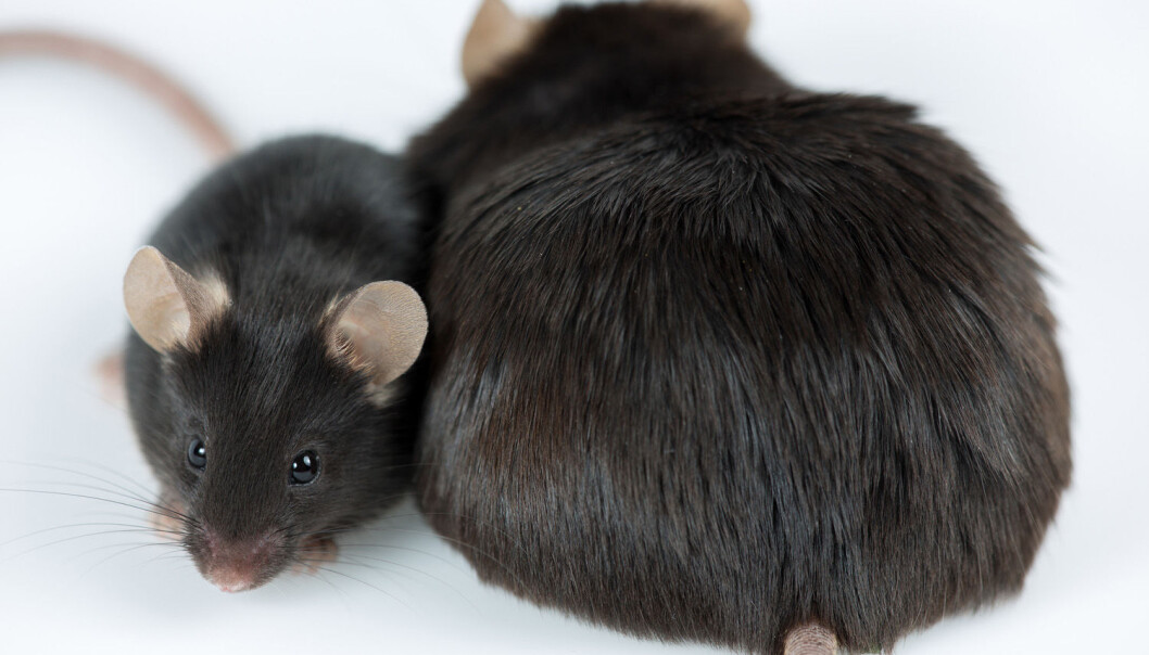 Musefedre med fedme overførte problemene til sønner og sønnesønner. (Illustrasjonsfoto: Janson George / Shutterstock / NTB scanpix) Musefedre med fedme overførte problemene til sønner og sønnesønner. (Illustrasjonsfoto: Janson George / Shutterstock / NTB scanpix)