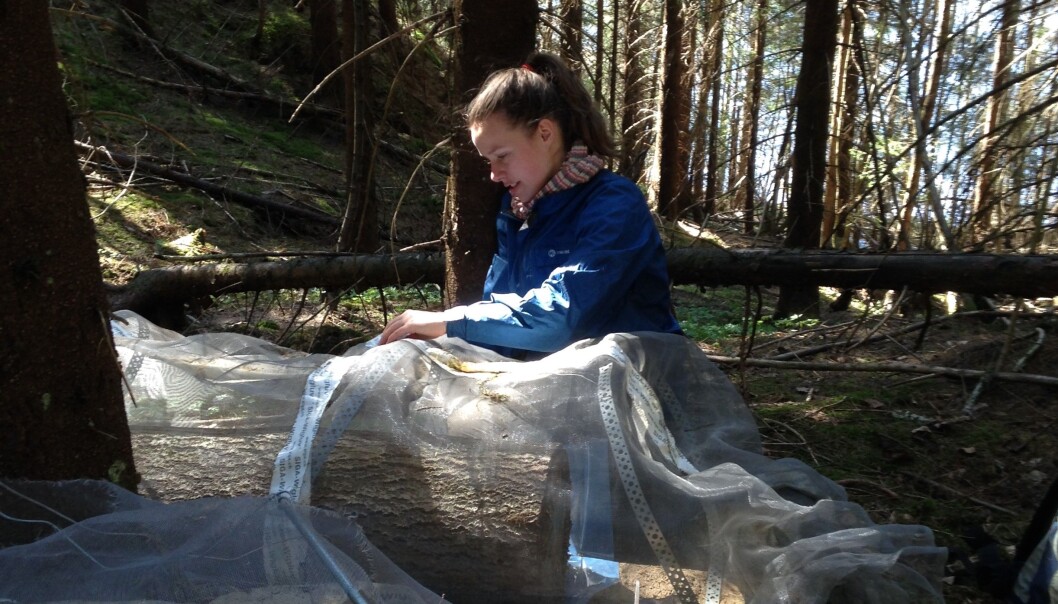 I to år stengte jeg ute insekter fra ferske ospestokker ved hjelp av hjemmesnekra stativer og fluenetting – men så måtte doktorgraden skrives og leveres. (Foto: NINA) I to år stengte jeg ute insekter fra ferske ospestokker ved hjelp av hjemmesnekra stativer og fluenetting – men så måtte doktorgraden skrives og leveres. (Foto: NINA)