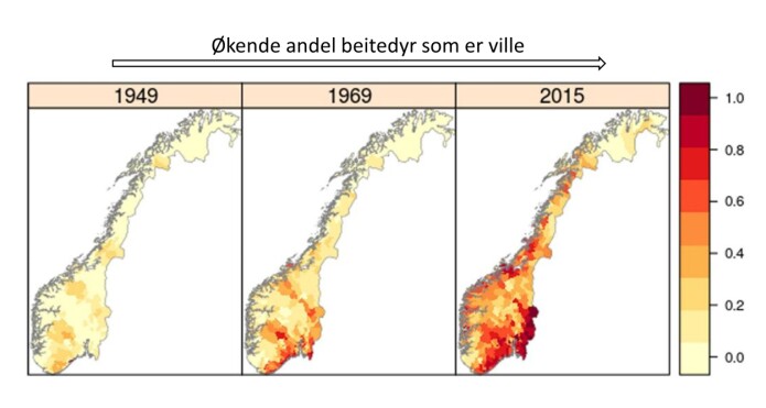 Disse tre kartene viser andelen av beitedyrene på utmark i Norge som er ville (dvs. elg, hjort, rådyr, moskus og villrein). I 1949 var husdyr klart mest tallrike, og da er det hovedsakelig snakk om sau og ku. Derimot er ville hjortedyr dominerende i store deler av landet 66 år seinere. (Kilde: Speed JDM m.f. PLoS One, 2019. Modifisert med tillatelse fra forfatteren). Disse tre kartene viser andelen av beitedyrene på utmark i Norge som er ville (dvs. elg, hjort, rådyr, moskus og villrein). I 1949 var husdyr klart mest tallrike, og da er det hovedsakelig snakk om sau og ku. Derimot er ville hjortedyr dominerende i store deler av landet 66 år seinere. (Kilde: Speed JDM m.f. PLoS One, 2019. Modifisert med tillatelse fra forfatteren).