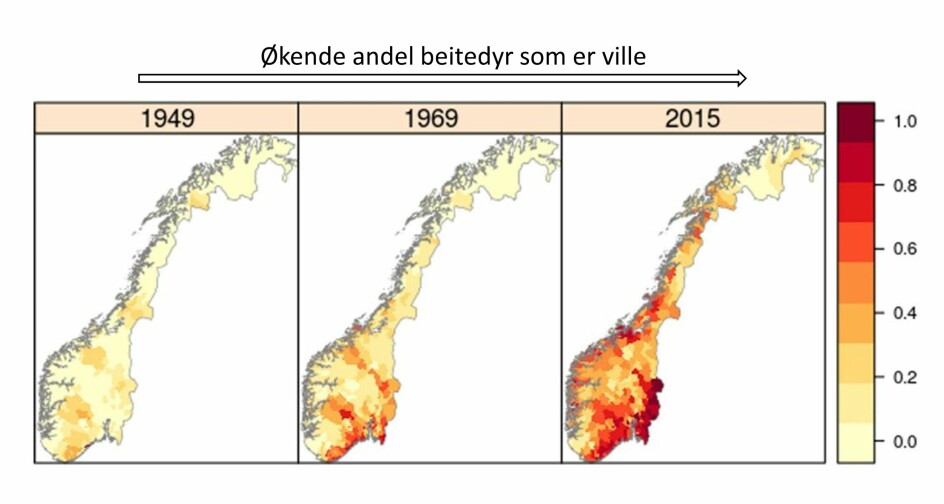 Disse tre kartene viser andelen av beitedyrene på utmark i Norge som er ville (dvs. elg, hjort, rådyr, moskus og villrein). I 1949 var husdyr klart mest tallrike, og da er det hovedsakelig snakk om sau og ku. Derimot er ville hjortedyr dominerende i store deler av landet 66 år seinere. (Kilde: Speed JDM m.f. PLoS One, 2019. Modifisert med tillatelse fra forfatteren).