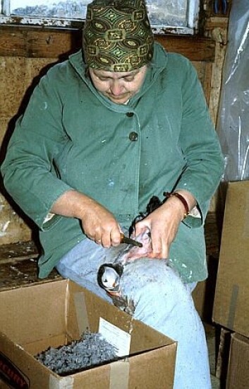 Øyeblikk (Foto: Håvard Dahl Bratrein, Tromsø museum - universitetsmuseet) Øyeblikk (Foto: Håvard Dahl Bratrein, Tromsø museum - universitetsmuseet)