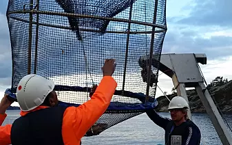 Forskarar bura torsken inne for å studere effektane av miljøgifter