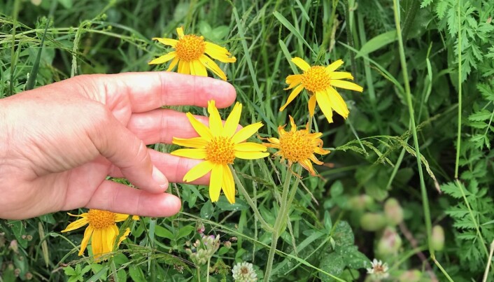 Solbolm er en vill art i Norge, men det er svært sjelden å finne arten i dag. (Foto: Siw Ellen Jakobsen) Solbolm er en vill art i Norge, men det er svært sjelden å finne arten i dag. (Foto: Siw Ellen Jakobsen)