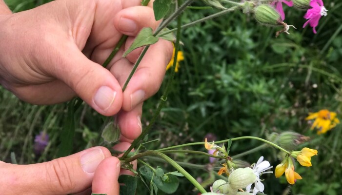 Kristina Bjureke mener at det ikke er så vanskelig å finne sju ulike ville sommerblomster i norsk natur. (Foto: Siw Ellen Jakobsen) Kristina Bjureke mener at det ikke er så vanskelig å finne sju ulike ville sommerblomster i norsk natur. (Foto: Siw Ellen Jakobsen)