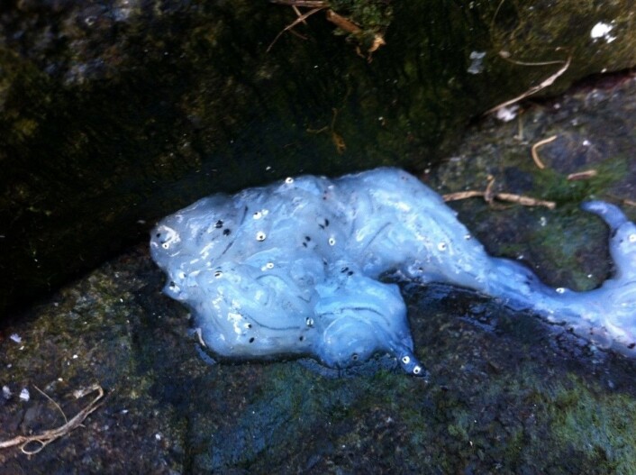 Fiskelarver som ei krykkje hadde tenkt å mate ungene sine med, men endte opp med å gulpe opp til oss. Prikkene vi ser er fiskeøyne. Dette er finfin mat til ungene. (Foto: Magdalene Langset) Fiskelarver som ei krykkje hadde tenkt å mate ungene sine med, men endte opp med å gulpe opp til oss. Prikkene vi ser er fiskeøyne. Dette er finfin mat til ungene. (Foto: Magdalene Langset)