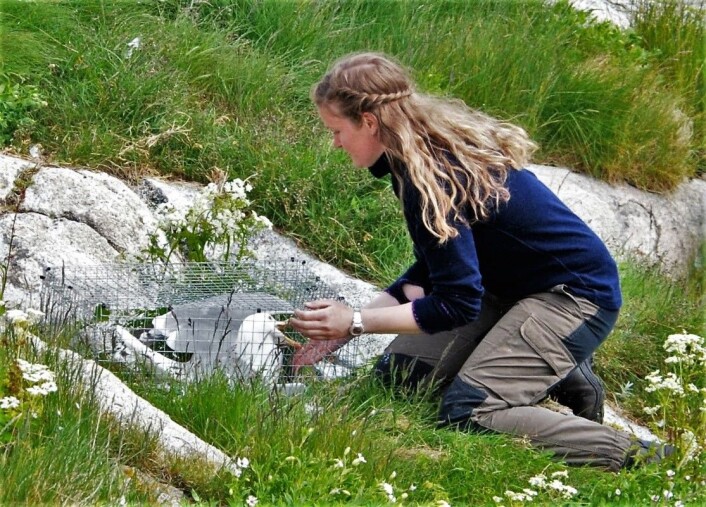 Rakel har fanget en gråmåke i bur og skal ta den ut. Hun unngår det skarpe nebbet, griper over fuglen bakfra og får kontroll over vingene, og da går det fint selv om det er en stor fugl. (Foto: Magdalene Langset) Rakel har fanget en gråmåke i bur og skal ta den ut. Hun unngår det skarpe nebbet, griper over fuglen bakfra og får kontroll over vingene, og da går det fint selv om det er en stor fugl. (Foto: Magdalene Langset)