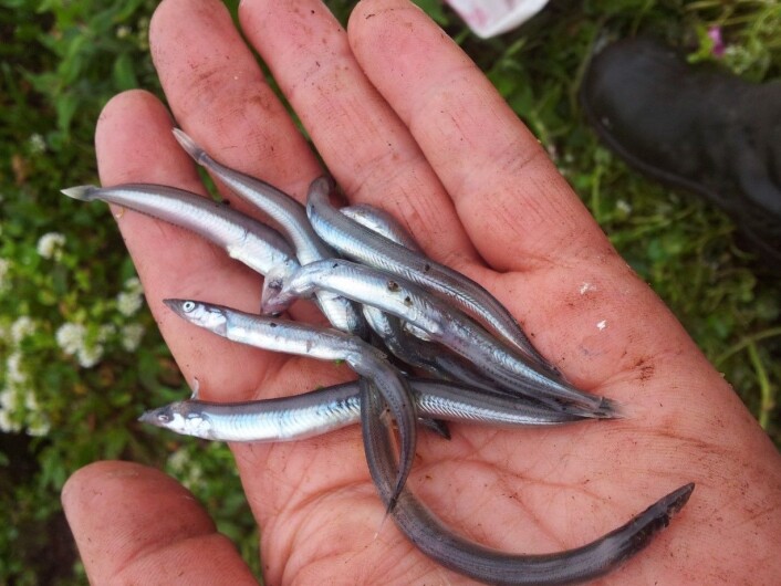 Tobis – eller sil som den også kalles - er en av de viktigste næringsartene for sjøfuglene her på Anda. De årene det er rikelig med tobis her har lundeungene gode dager. Prikkene på den øverste fisken er merker etter mothakene i lundenebbet, som fisken klemmes inntil. (Foto: Magdalene Langset) Tobis – eller sil som den også kalles - er en av de viktigste næringsartene for sjøfuglene her på Anda. De årene det er rikelig med tobis her har lundeungene gode dager. Prikkene på den øverste fisken er merker etter mothakene i lundenebbet, som fisken klemmes inntil. (Foto: Magdalene Langset)