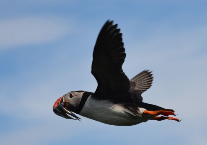 Denne lunden har flere store tobis med hjem. Dette har vært det vanligste synet hittil i år, men det lange «fiskeskjegget» er også mye lettere å legge merke til enn småfisk og larver som andre kan ha. (Foto: Magdalene Langset) Denne lunden har flere store tobis med hjem. Dette har vært det vanligste synet hittil i år, men det lange «fiskeskjegget» er også mye lettere å legge merke til enn småfisk og larver som andre kan ha. (Foto: Magdalene Langset)