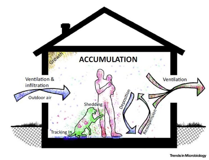 Dette er en enkel framstilling av hvordan mikroorgansimer beveger seg rundt inne i husene våre, hvor de kommer fra og hvordan de forsvinner ut igjen. (Foto: (Bilde: Peccia and Kwan/Trends in Microbiology 2016)) Dette er en enkel framstilling av hvordan mikroorgansimer beveger seg rundt inne i husene våre, hvor de kommer fra og hvordan de forsvinner ut igjen. (Foto: (Bilde: Peccia and Kwan/Trends in Microbiology 2016))