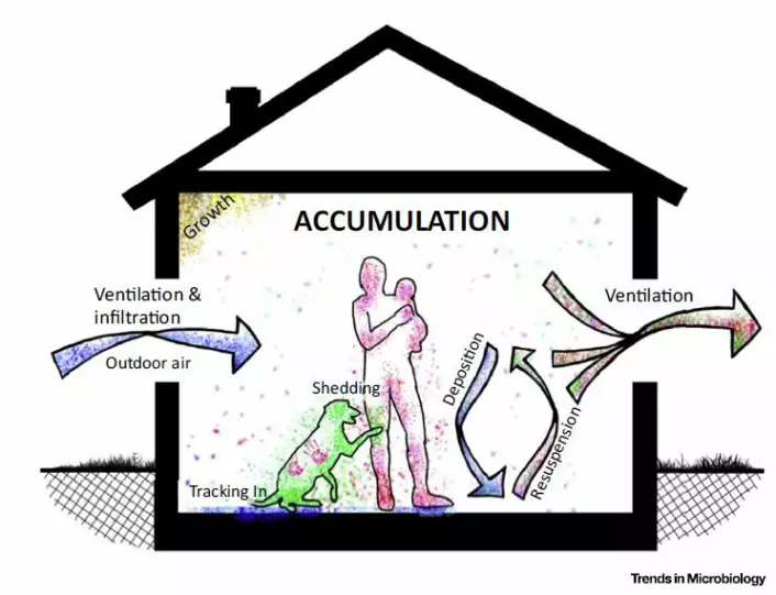 Dette er en enkel framstilling av hvordan mikroorgansimer beveger seg rundt inne i husene våre, hvor de kommer fra og hvordan de forsvinner ut igjen. (Foto: (Bilde: Peccia and Kwan/Trends in Microbiology 2016))