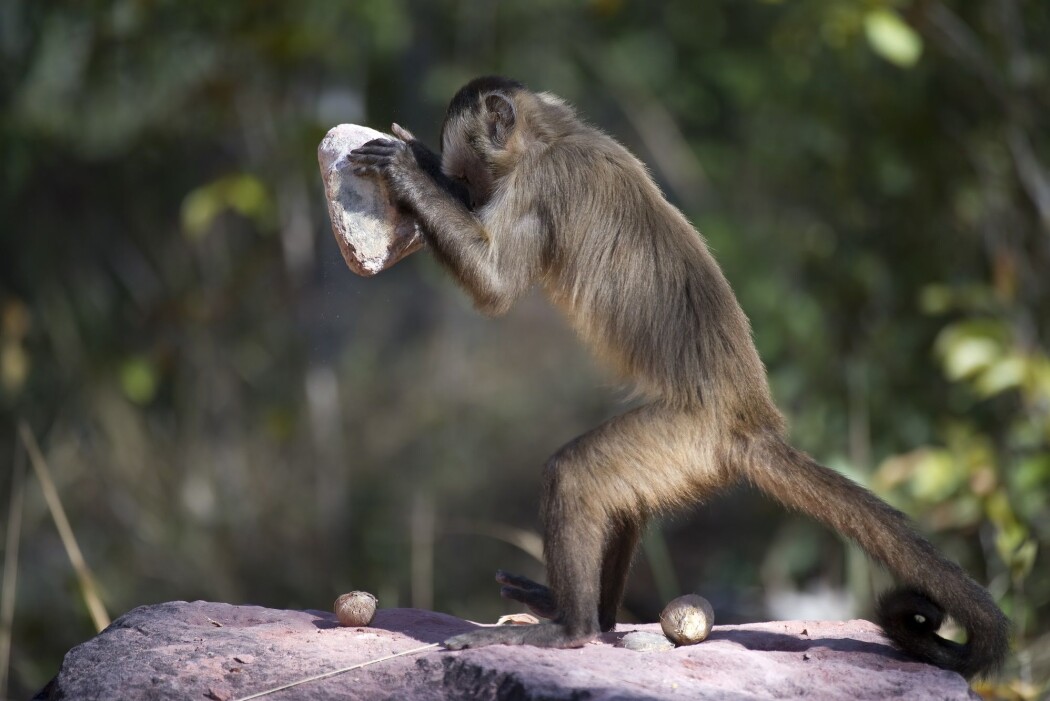 Her ser du en brasiliansk kapusinerape knekke nøtter med en stein. (Foto: Ben Cranke, Nature Picture Library, NTB scanpix) Her ser du en brasiliansk kapusinerape knekke nøtter med en stein. (Foto: Ben Cranke, Nature Picture Library, NTB scanpix)