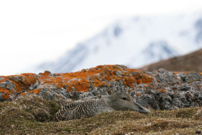 Det hekker mellom 13 500 og 27 500 ærfuglpar på Svalbard. Våre studier har vist at de drar sørover til Island eller Nord-Norge etter hekkesesongen. Det betyr at både Norge og Island har felles ansvar for å ta vare på ærfuglbestanden som hekker på Svalbard. (Foto: Børge Moe) Det hekker mellom 13 500 og 27 500 ærfuglpar på Svalbard. Våre studier har vist at de drar sørover til Island eller Nord-Norge etter hekkesesongen. Det betyr at både Norge og Island har felles ansvar for å ta vare på ærfuglbestanden som hekker på Svalbard. (Foto: Børge Moe)