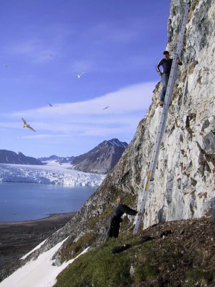 Krykkje hekker i fuglefjell. Her bruker vi stiger for å studere krykkjene som hekker i Kongsfjorden. Etter hekkesesongen drar krykkjene vekk fra fuglefjellet. De oppsøker gjerne næringsrike områder nord i Barentshavet på høsten før de drar sørover og tilbringer vinteren lengre sør i Nord-Atlanteren. Krykkjene som hekker i Kongsfjorden tilbringer mye tid i Labradorhavet og havet øst for Newfoundland om vinteren. (Foto: Claus Bech) Krykkje hekker i fuglefjell. Her bruker vi stiger for å studere krykkjene som hekker i Kongsfjorden. Etter hekkesesongen drar krykkjene vekk fra fuglefjellet. De oppsøker gjerne næringsrike områder nord i Barentshavet på høsten før de drar sørover og tilbringer vinteren lengre sør i Nord-Atlanteren. Krykkjene som hekker i Kongsfjorden tilbringer mye tid i Labradorhavet og havet øst for Newfoundland om vinteren. (Foto: Claus Bech)