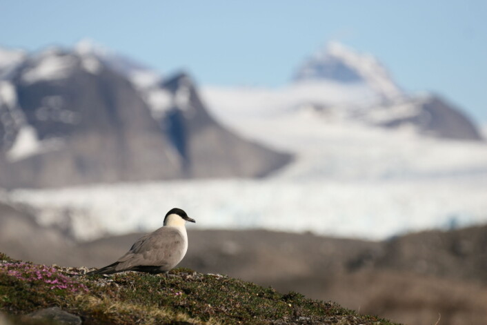 Fjelljoen er en av sjøfuglene med lengst trekkrute. Etter hekkesesongen forlater den Svalbard med kursen for den sørlige halvkula og havområdene utenfor sørvestlige Afrika. (Foto: Børge Moe) Fjelljoen er en av sjøfuglene med lengst trekkrute. Etter hekkesesongen forlater den Svalbard med kursen for den sørlige halvkula og havområdene utenfor sørvestlige Afrika. (Foto: Børge Moe)