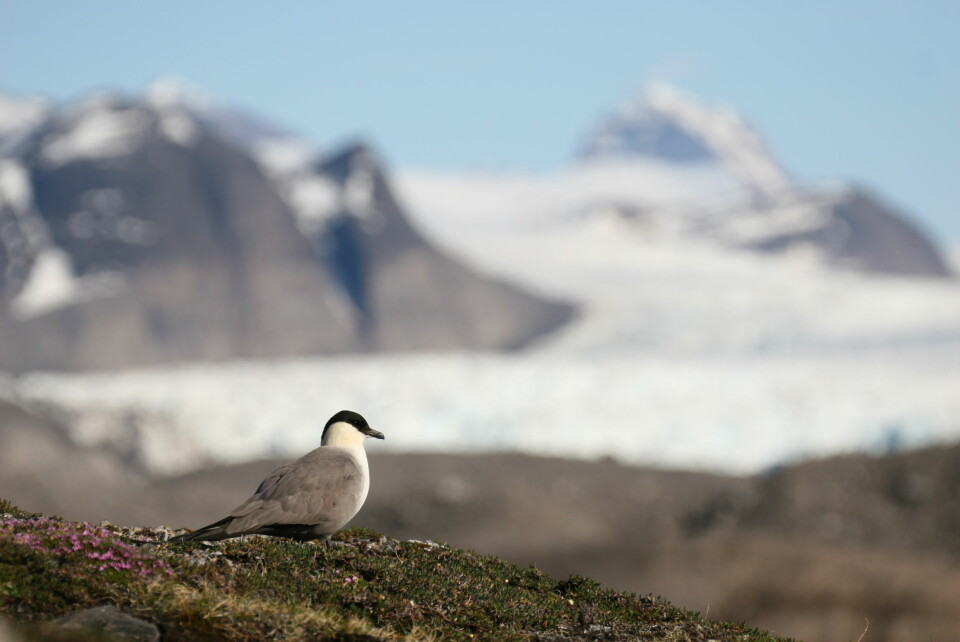 Fjelljoen er en av sjøfuglene med lengst trekkrute. Etter hekkesesongen forlater den Svalbard med kursen for den sørlige halvkula og havområdene utenfor sørvestlige Afrika. (Foto: Børge Moe)