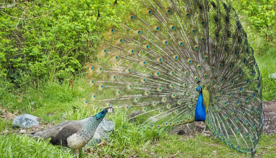 Påfuglhannen risikerer mye ved å ha en fjærpryd som gjør han synlig for rovdyr. Hvorfor vinner han likevel på det? (Foto: pr2is / Shutterstock / NTB scanpix) Påfuglhannen risikerer mye ved å ha en fjærpryd som gjør han synlig for rovdyr. Hvorfor vinner han likevel på det? (Foto: pr2is / Shutterstock / NTB scanpix)