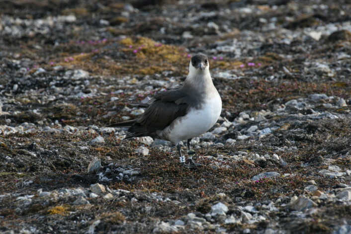 Fun fact om tyvjo: De finnes i to utgaver, en mørk og en lys. På Svalbard er det færre enn 10% mørke individer, mens i England er opptil 75% av dem mørke. (Foto: Børge Moe) Fun fact om tyvjo: De finnes i to utgaver, en mørk og en lys. På Svalbard er det færre enn 10% mørke individer, mens i England er opptil 75% av dem mørke. (Foto: Børge Moe)
