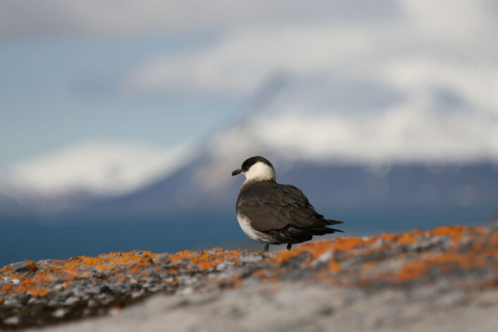 Når tyvjoen har landa på Svalbard har den tilbakelagt en imponerende reise på flere tusen kilometer i løpet av vinteren. (Foto: Børge Moe) Når tyvjoen har landa på Svalbard har den tilbakelagt en imponerende reise på flere tusen kilometer i løpet av vinteren. (Foto: Børge Moe)