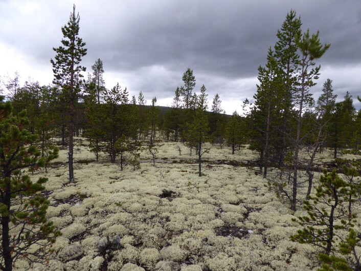 Det ser litt ut som snø, men er faktisk lav. Denne skogen i Folldal er blant de tørreste som finnes i Norge. Foto: HAU Det ser litt ut som snø, men er faktisk lav. Denne skogen i Folldal er blant de tørreste som finnes i Norge. Foto: HAU