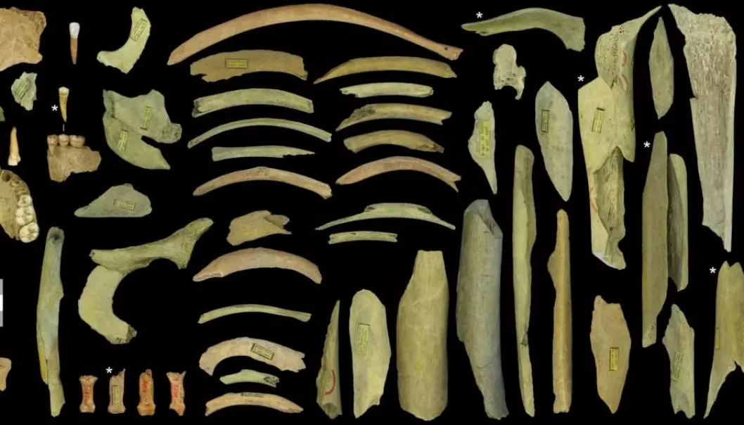 Dette er knokler fra minst fem ulike mennesker, funnet i Goyet-hulene i Belgia. Noen av dem bærer spor etter kannibalisme.   (Foto: Asier Gómez-Olivencia et al.)