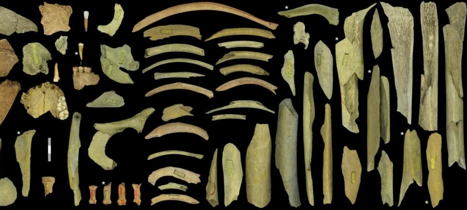 Dette er knokler fra minst fem ulike mennesker, funnet i Goyet-hulene i Belgia. Noen av dem bærer spor etter kannibalisme.   (Foto: Asier Gómez-Olivencia et al.)
