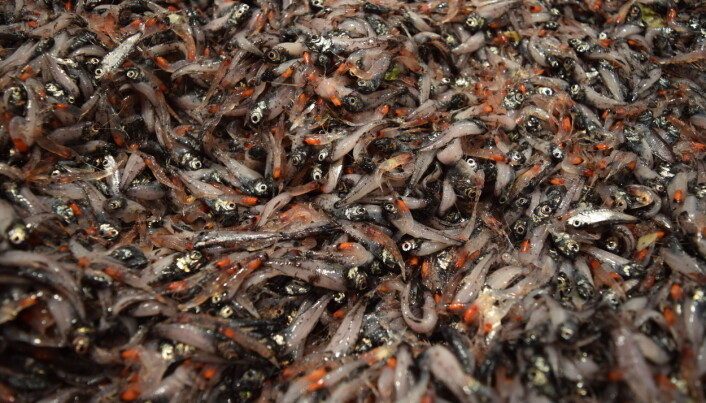 Mesopelagisk småfisk utgjør med god margin størsteparten av den globale fiskebiomassen. (Foto: Tom Langbehn)