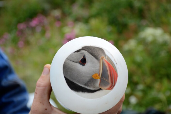 Fra innsiden av ei avskåret plastflaske, perfekt dimensjonert for en lunde, er det umulig - eller i hvert ganske vanskelig - for lunden å bite og glefse og sette nebbet i noens finger. (Foto: Magdalene Langset) Fra innsiden av ei avskåret plastflaske, perfekt dimensjonert for en lunde, er det umulig - eller i hvert ganske vanskelig - for lunden å bite og glefse og sette nebbet i noens finger. (Foto: Magdalene Langset)