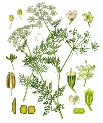 Karveplanten Karveplanten