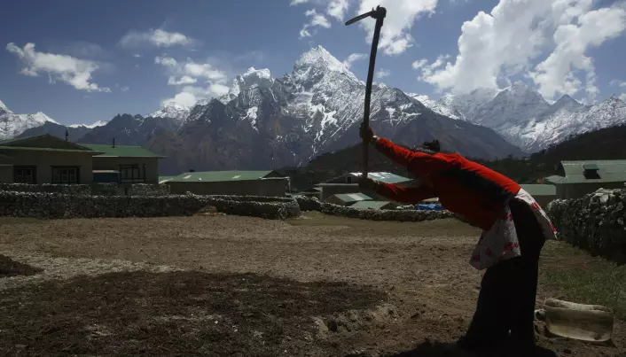 Arbeid i en åker nedenfor fjellet Thamserku i Nepal, på rundt 3700 meters høyde. Det er uvisst hva slags vannforsyning de har her. (Bilde: Reuters/Navesh Chitrakar/NTB Scanpix)