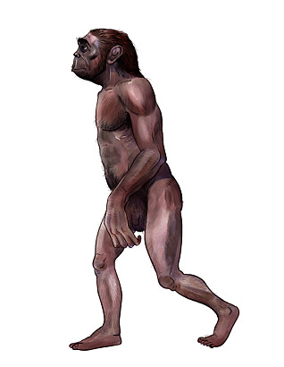 Australopheticus. En av våre forfedre som gikk på to ben. (Illustrasjon: Nicolas Primola/NTB scanpix) Australopheticus. En av våre forfedre som gikk på to ben. (Illustrasjon: Nicolas Primola/NTB scanpix)