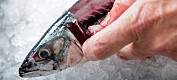 Skal lage lukt- og smakfritt proteinpulver av makrell-rester