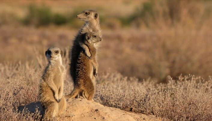 Surikater lever på sletter slik forfedrene våre kan ha gjort. De står på to ben for å få oversikt. (Foto: Patrick Rohr, Shutterstock, NTB scanpix) Surikater lever på sletter slik forfedrene våre kan ha gjort. De står på to ben for å få oversikt. (Foto: Patrick Rohr, Shutterstock, NTB scanpix)