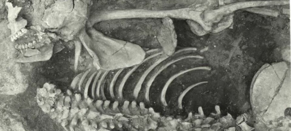 Denne dobbeltgraven fra vikingtiden i Grimsta i sørøst-Sverige ble åpnet i 1974. Den inneholder levningene til to personer som har bli halshugget. Det ene hodet ligger i fotenden til venstre i bildet. Flere forskere tror det er to treller som er begravet her. (Foto: Ove Hemmendorf, 1974/Riksantikvarieämbetet)