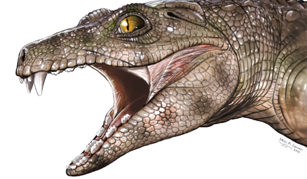 Chimaerasuchus, en av fortidas planteetende krokodiller, kan ha sett omtrent slik ut. (Illustrasjon: Jorge Gonzalez) Chimaerasuchus, en av fortidas planteetende krokodiller, kan ha sett omtrent slik ut. (Illustrasjon: Jorge Gonzalez)
