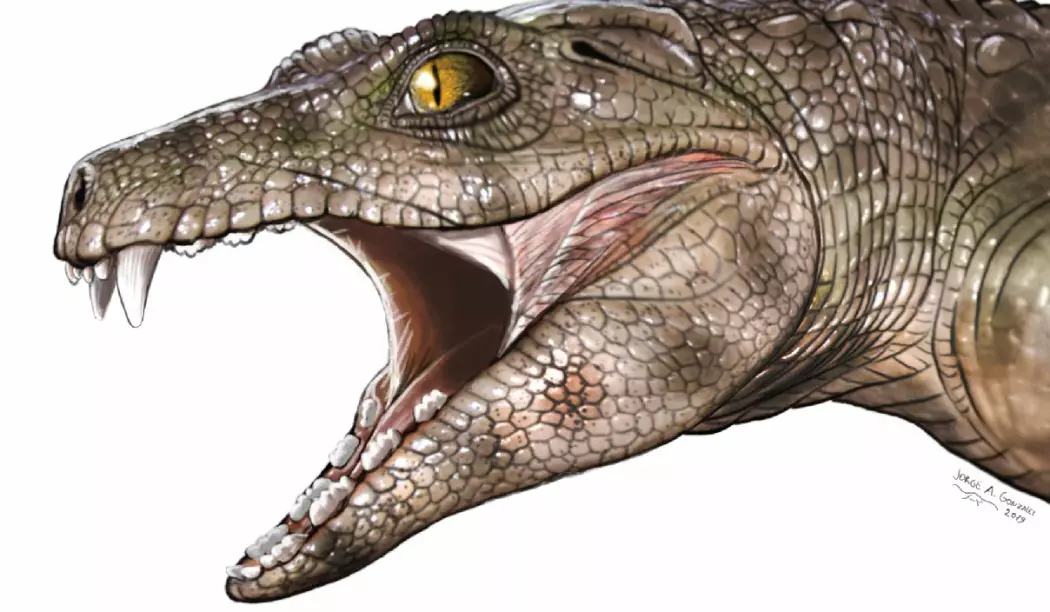 Chimaerasuchus, en av fortidas planteetende krokodiller, kan ha sett omtrent slik ut. (Illustrasjon: Jorge Gonzalez)