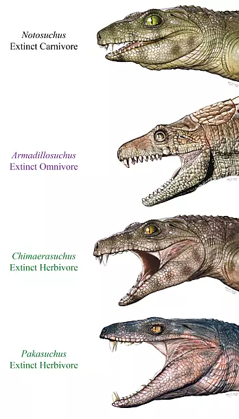 Tennene viser at de utdødde krokodillelignende dyra hadde forskjellig kosthold. (Illustrasjon: Jorge Gonzalez)