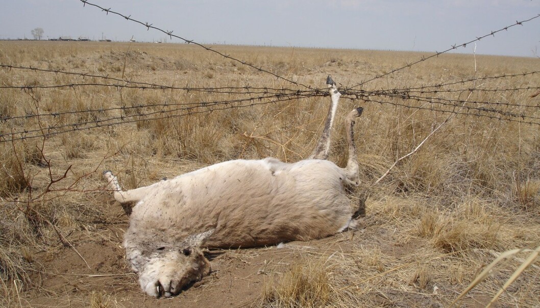 Mongolsk gaselle fanget i et gjerde på grensen mellom Mongolia og Russland. ( Foto: G. Sukhchuluun) Mongolsk gaselle fanget i et gjerde på grensen mellom Mongolia og Russland. ( Foto: G. Sukhchuluun)