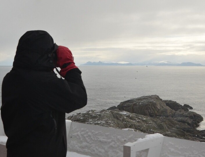 Telling av voksne teist på vannet, fra toppen av fyrtårnet på Anda grytidlig en iskald morgen i mai. (Foto: Magdalene Langset) Telling av voksne teist på vannet, fra toppen av fyrtårnet på Anda grytidlig en iskald morgen i mai. (Foto: Magdalene Langset)