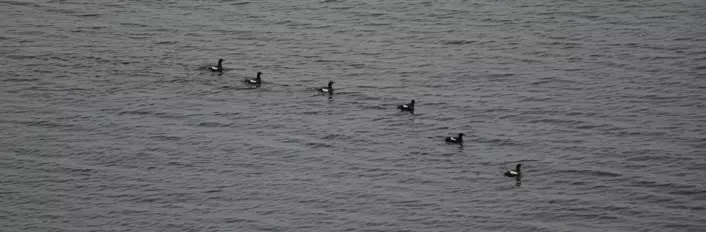 Dette er det vi ser etter når vi teller teist; Små rekker med fugl ute på vannet – som svarte perler på ei snor. (Foto: Magdalene Langset)