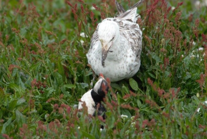 Lunde i hardt vær. I mangel på fluktmuligheter venter den ikke på neste trekk fra måken, men går fryktløst til angrep på det som tilsynelatende er den store overmakten. (Foto: Magdalene Langset) Lunde i hardt vær. I mangel på fluktmuligheter venter den ikke på neste trekk fra måken, men går fryktløst til angrep på det som tilsynelatende er den store overmakten. (Foto: Magdalene Langset)