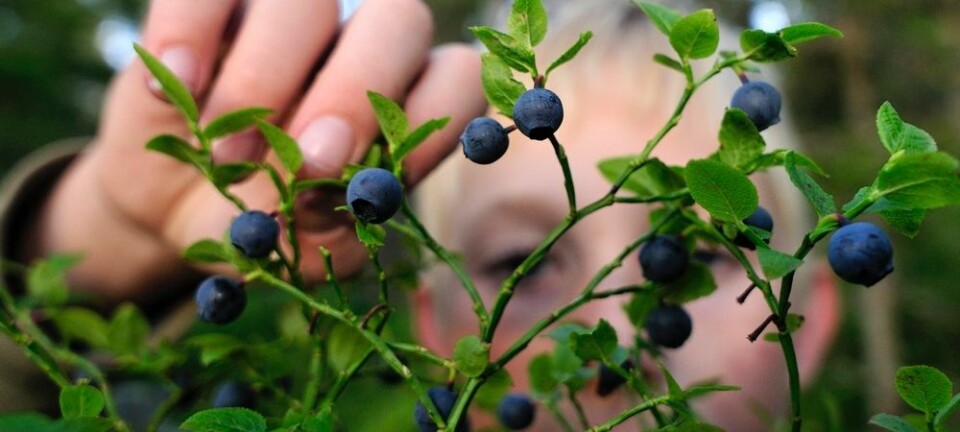 Blåbær inneholder masse antioksidanter og har en gunstig effekt på helsa vår. I år er det massevis av dem ute i skogen.  (Foto: Ove Bergersen, NTB scanpix)