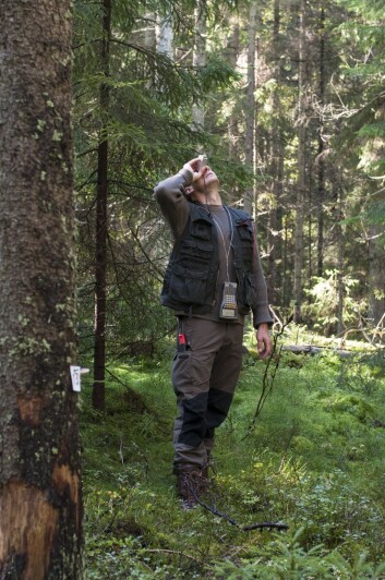 Det er 10,9 milliarder trær i Norge, men om alle småplantene også inkluderes, så øker tallet til over 80 milliarder, det blir 15 000 trær per innbygger. (Foto: Lars Sandved Dalen, NIBIO) Det er 10,9 milliarder trær i Norge, men om alle småplantene også inkluderes, så øker tallet til over 80 milliarder, det blir 15 000 trær per innbygger. (Foto: Lars Sandved Dalen, NIBIO)